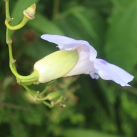 Thunbergia grandiflora (Roxb. ex Rottler) Roxb.